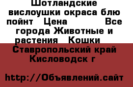 Шотландские вислоушки окраса блю пойнт › Цена ­ 4 000 - Все города Животные и растения » Кошки   . Ставропольский край,Кисловодск г.